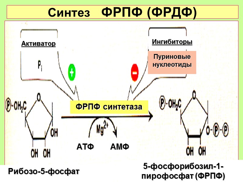 Синтез   ФРПФ (ФРДФ)  Активатор Ингибиторы Пуриновые нуклеотиды Рибозо-5-фосфат 5-фосфорибозил-1-пирофосфат (ФРПФ) АТФ